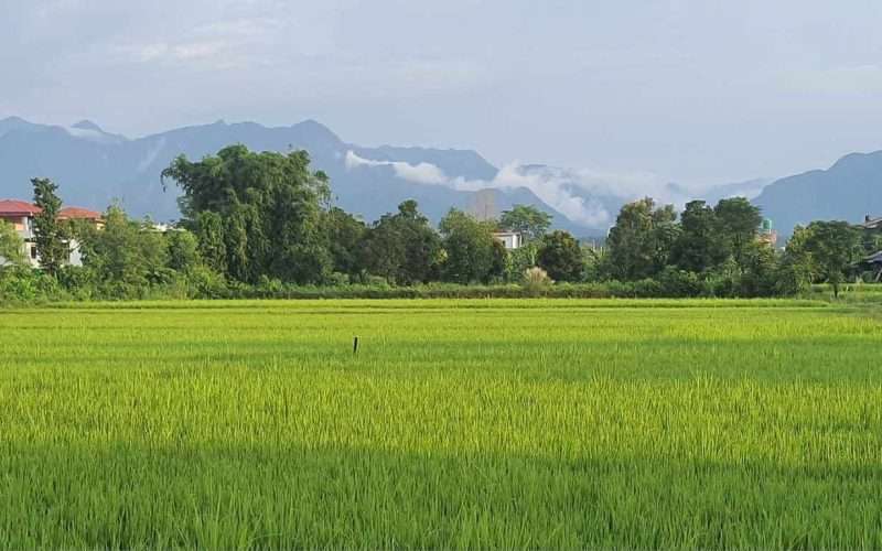 तस्बिर / घनश्याम न्यौपाने