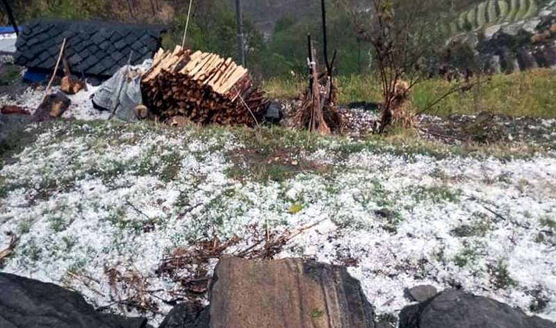 हावाहुरी र असिनापानीले हिउँदेबाली नष्ट