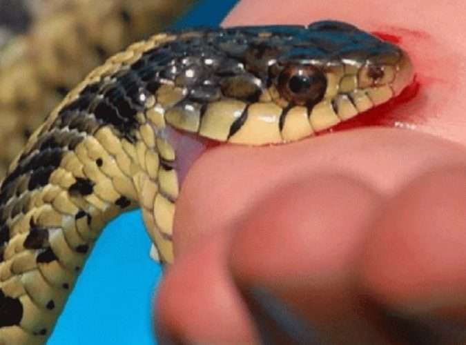 धामिझाँक्रीको भर पर्दा सर्पले डसेको छोरीको मृत्यु आमा गम्भीर