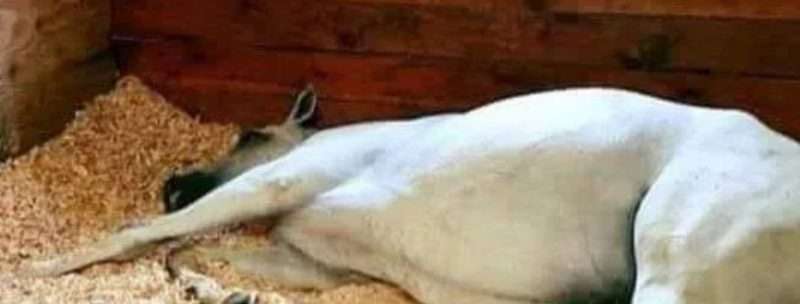 मोटरसाइकलले ठक्कर दिदा  घोडाको मृत्यु चालक गम्भीर घाइते