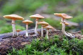 जंगली च्याउ खाँदा ८ जना बिरामी