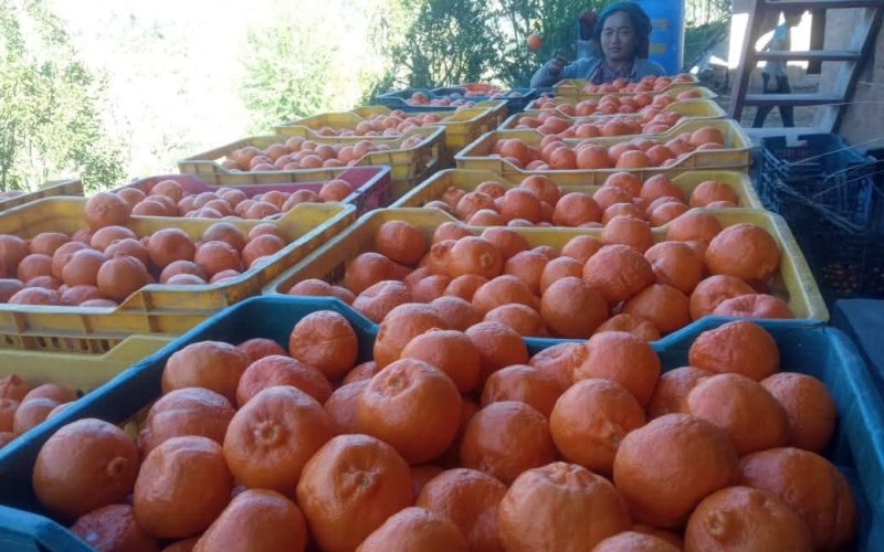 वडा सदस्य हरक बहादुरले सुन्तला बाट कमाए ४ लाख ६५ हजार कमाए