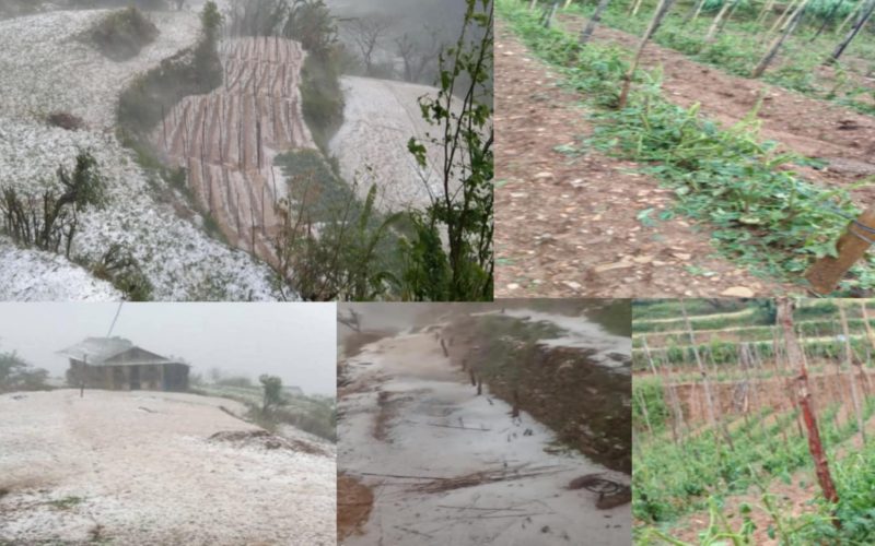 रोल्पाको त्रिवेणी गाउँपालिका–७ मा असिना पानी पर्दा कृषि मा ठूलो क्षति, ७१८ रोपनीमा बाली नष्ट