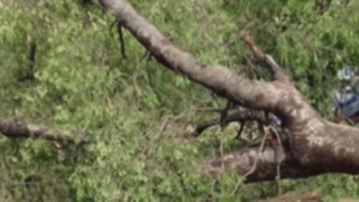 रोल्पामा रुखको मुढाले च्यापिँदा एक महिलाको मृत्यु