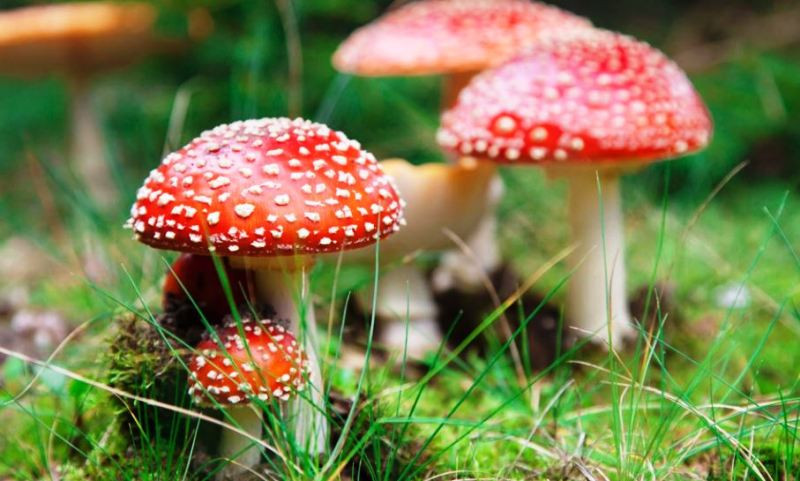 बिषालु च्याउ खाँदा दुईजनाको ज्यान गयो,अन्य  थप दुईको उपचार हुदै