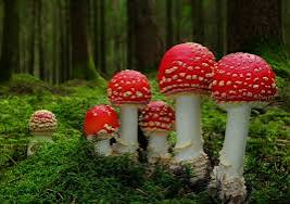 रुकुम पुर्वमा बिषालु च्याउ खाँदा दुईको मृत्यु थप दुईजनाकाे उपचार हुदै