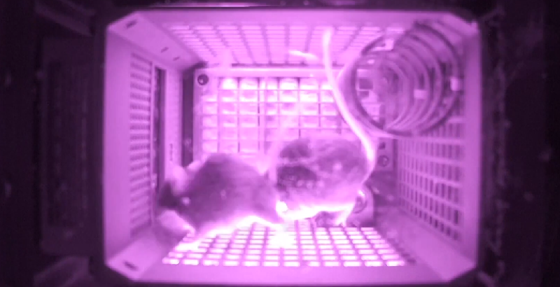 चीनले मुसासहित अन्तरिक्षमा पठाएको यान पृथ्वीमा फर्कियाे